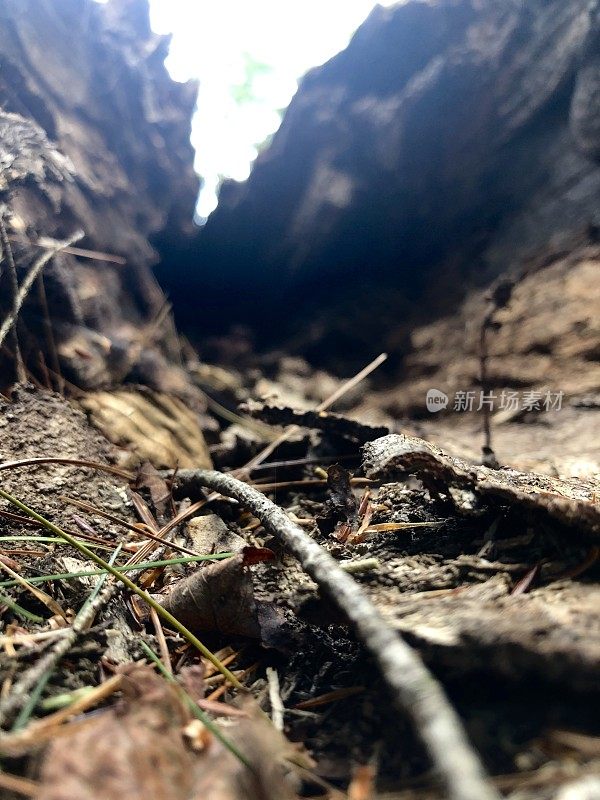 Scenes from a Forest  - Northeast USA - Ant’s Eye View